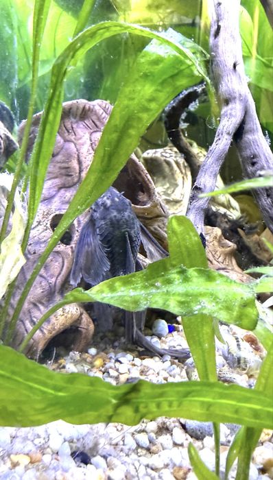 Ancistrus Greean dragon long fin. Zbrojnik Glonojad