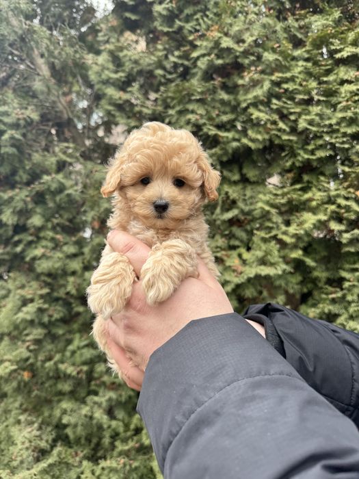 Мальтіпу ф1 міні