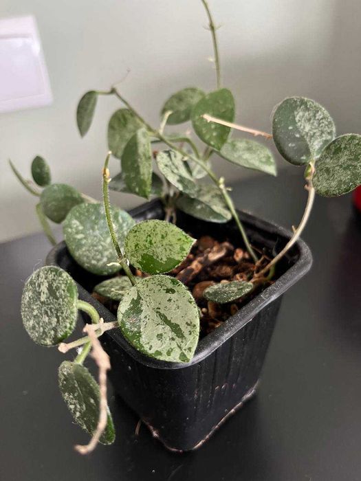 hoya mathilde splash