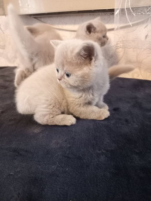 Продаются котята