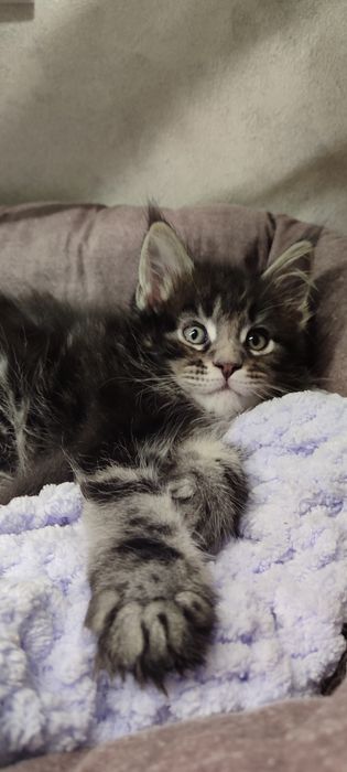 Кошенята породи Мейн-кун