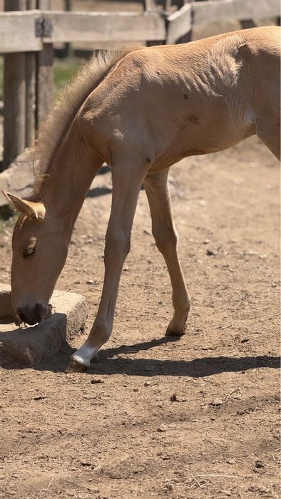 Égua Puro Sangue Lusitano – Excelente Reprodutora