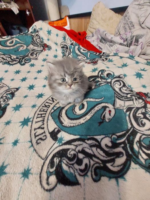 Кошенята шукають дім.