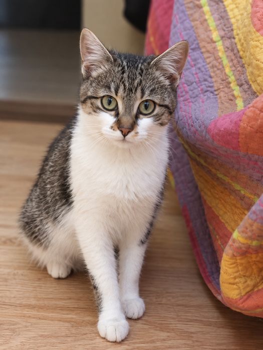 Молоді тигрові кицюні шукають родину( кошеня,киця, кіт, котик, котеня)
