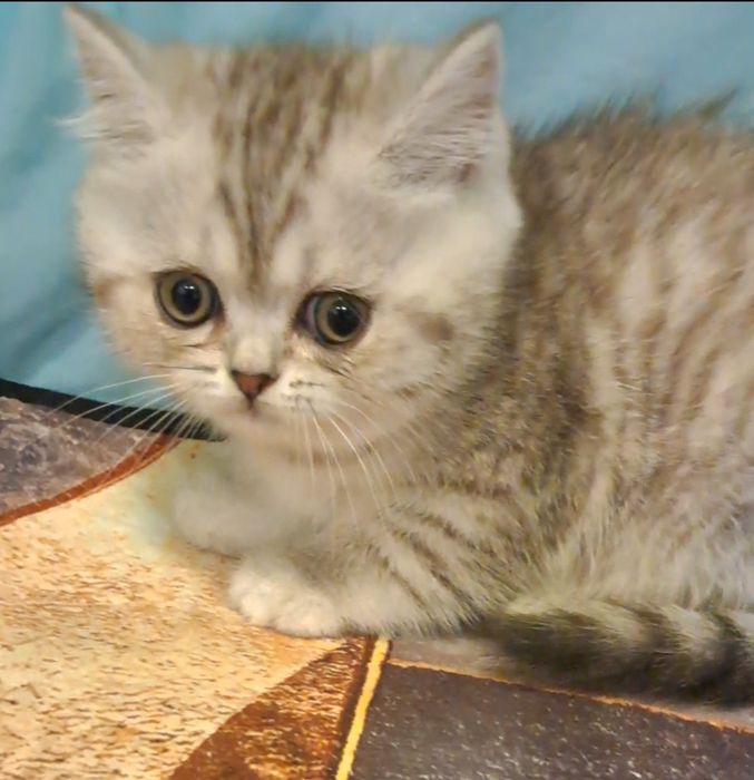 Чистокровная шотландская кошечка.