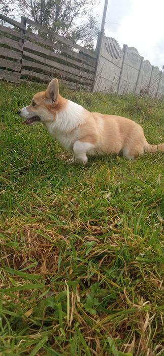 Вельш корги пемброк