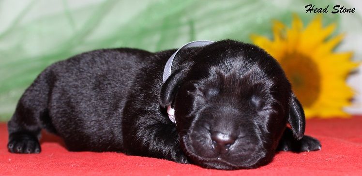 Прекрасные щенки Лабрадора ретривера