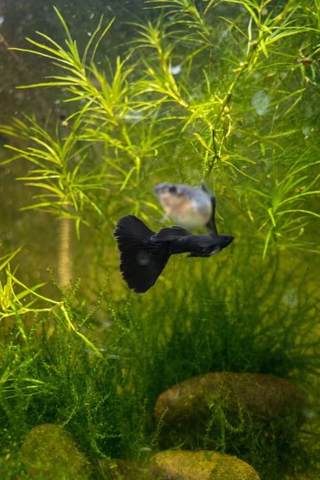 Guppy Full Black linhagem