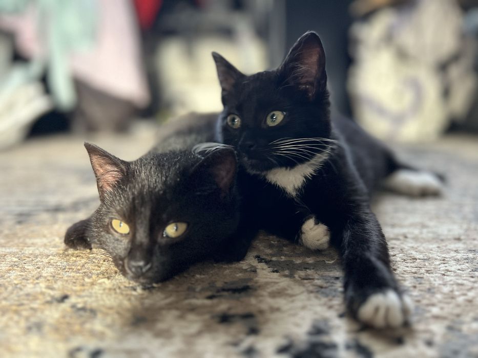 Oddam kociaki w dobre ręce