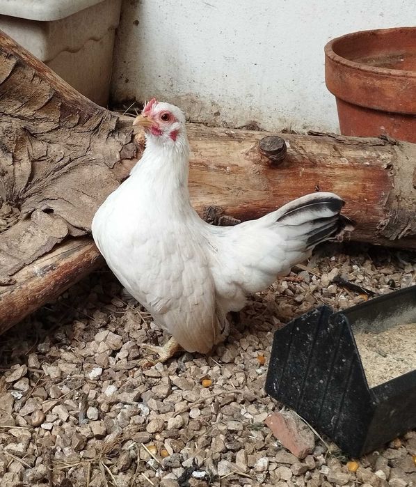 seramas mini galinha