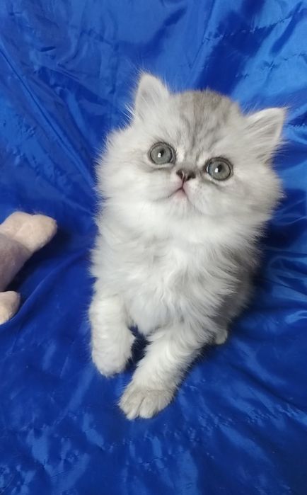 Серого пепельного белого Серебристого шиншиллу котёнка