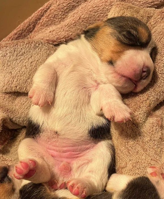 Beagle szczeniak rodowodowy Związku Kynologicznego w Polsce