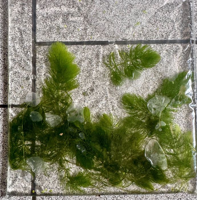 Rogatek (Ceratophyllum demersum) piękne okazy