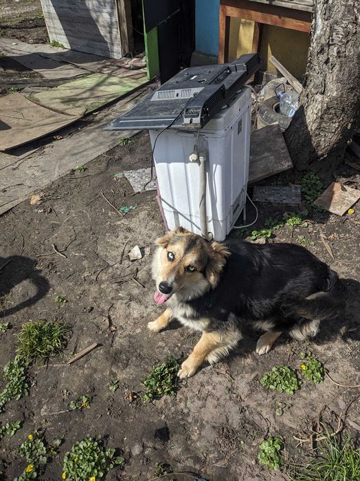 ТЕРМІНОВО! віддам собаку напів хаскі 8 місяців в хороші руки