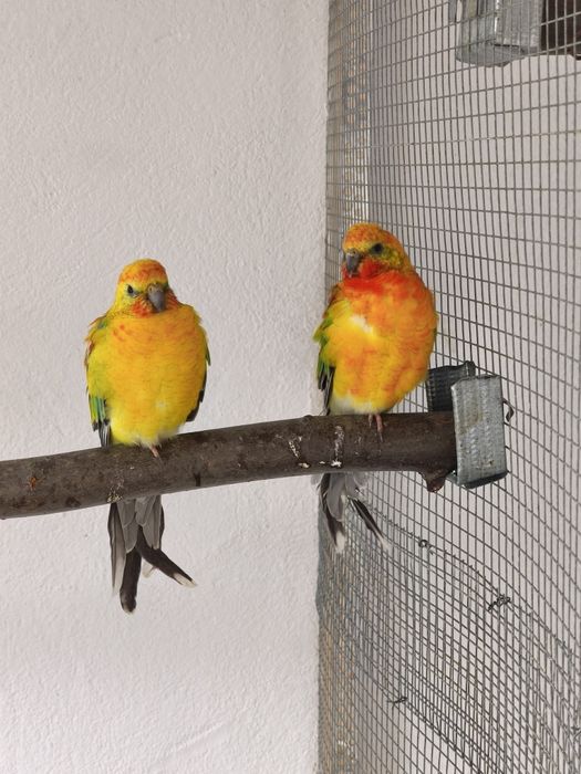 Sprzedam młode papugi