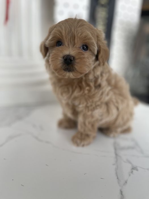 VIP Мальтипу F1 — Лише 4 цуцика! Ідеальна можливість