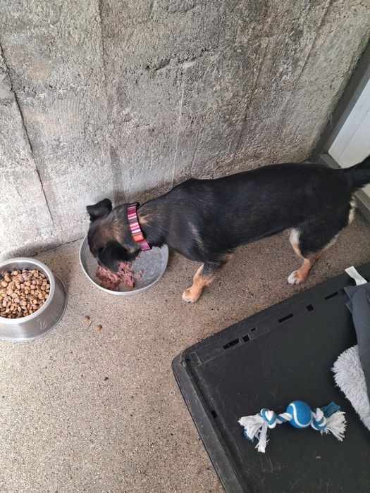 O melhor cão do mundo para adoção responsável