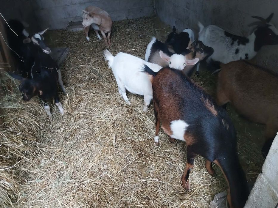 Cabras para venda