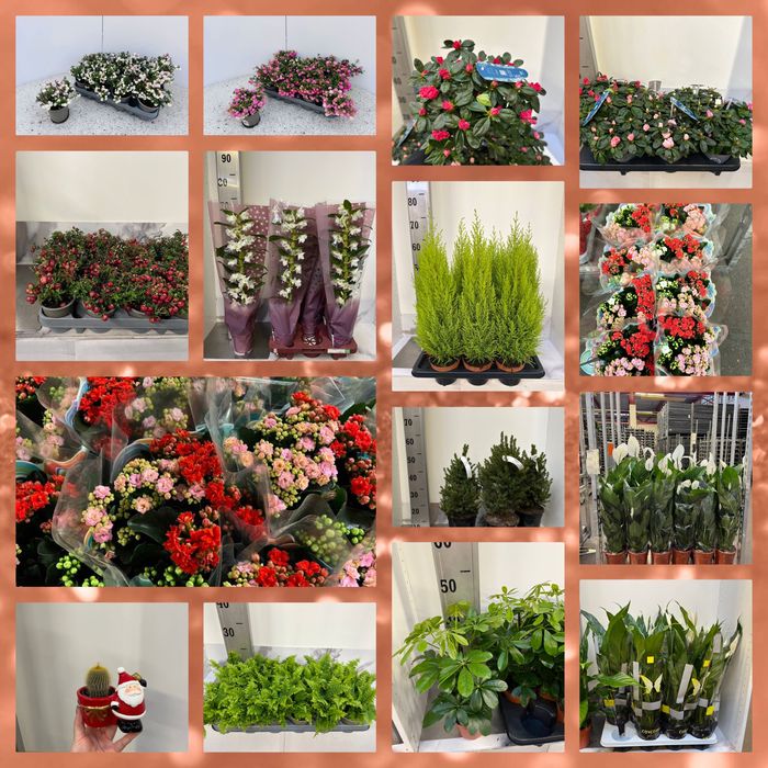 Гаультерія,азалія,шефлера,кипарис,дендр,каланхоє,спатифілум,ялинка