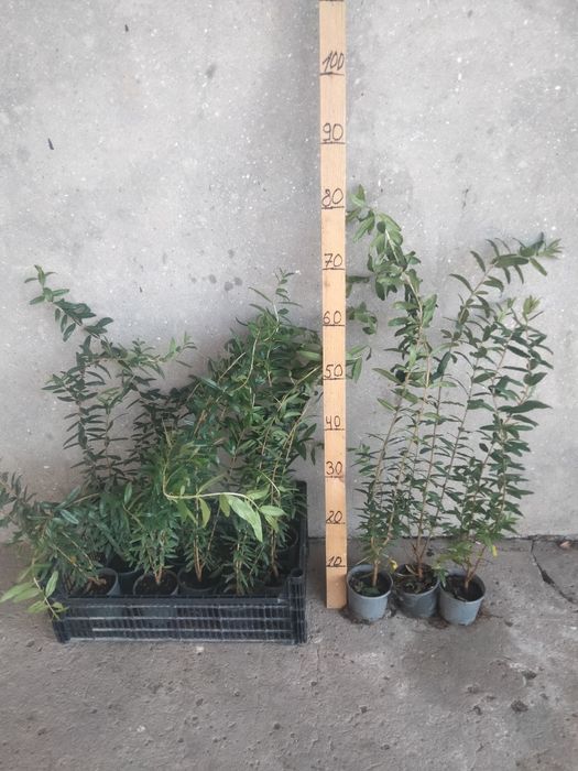 ГРАНАТ САЖЕНЦЫ ПРОДАМ.гюлоша розовая . крымский полосатый.хурма,