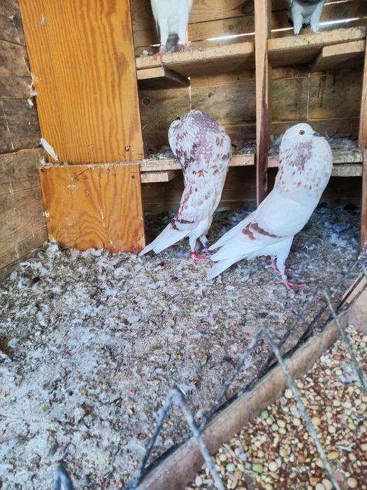 Gołębie garłacz Górnośląski