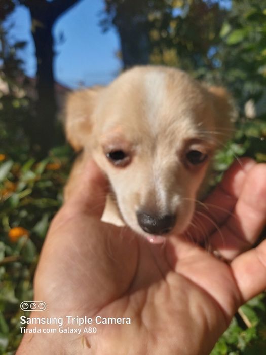 Lindo menin chihuahua