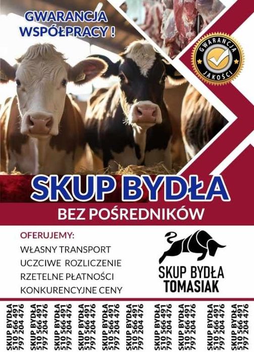 Skup Bydła Cieląt