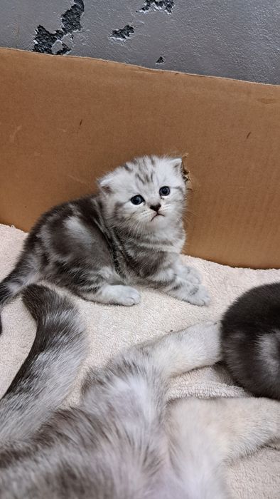 Котята Скотиш Фолд и Скотиш страйт