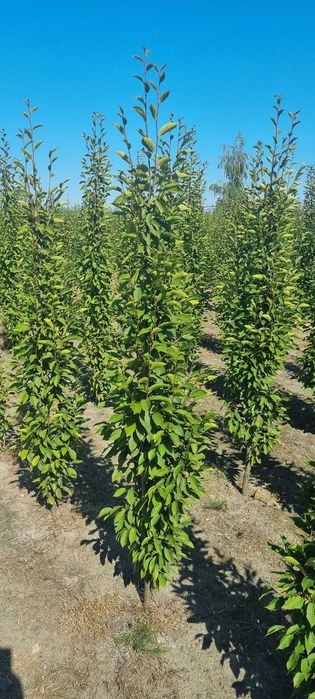 Żywopłot. Grab kolumnowy fastigiata 220/240 cm. Dostawy Cała Polska.