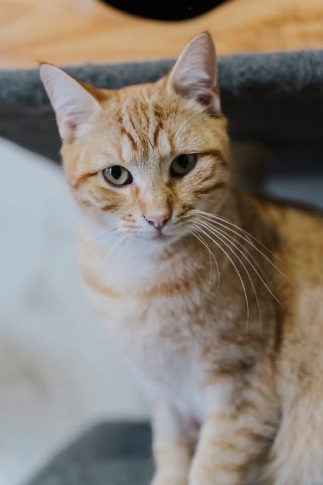 Flan para adoção responsável