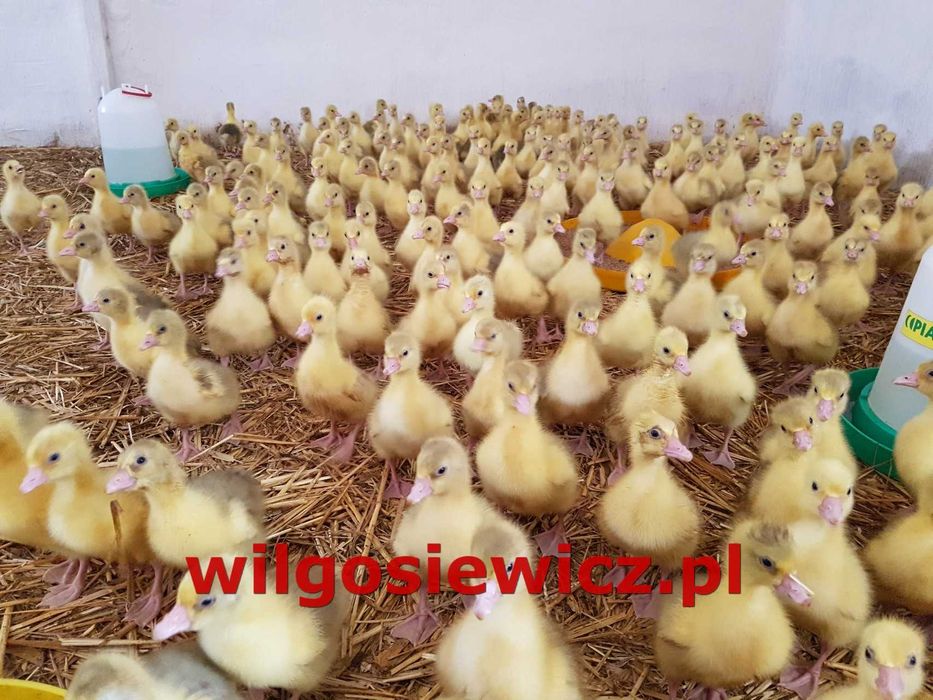 Kaczka do dalszego oodchowu