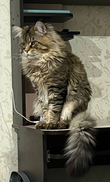 В'язка. Хлопчик мейн-кун.