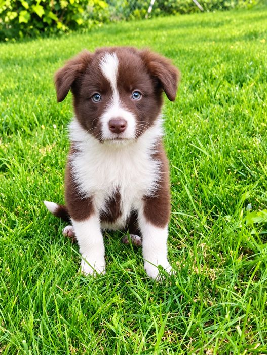 Border Collie Czekoladowo-Biały