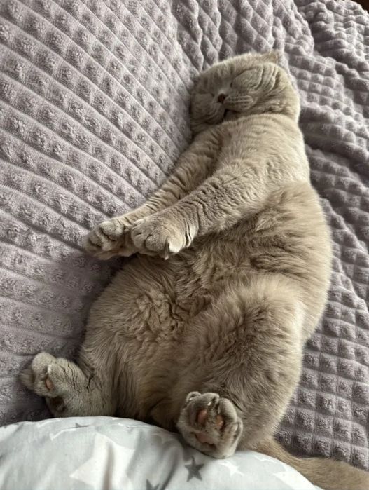 Продам Вісловуху котика