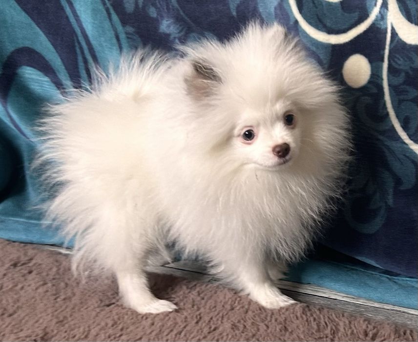 Suczka biała z dodatkiem czekolady