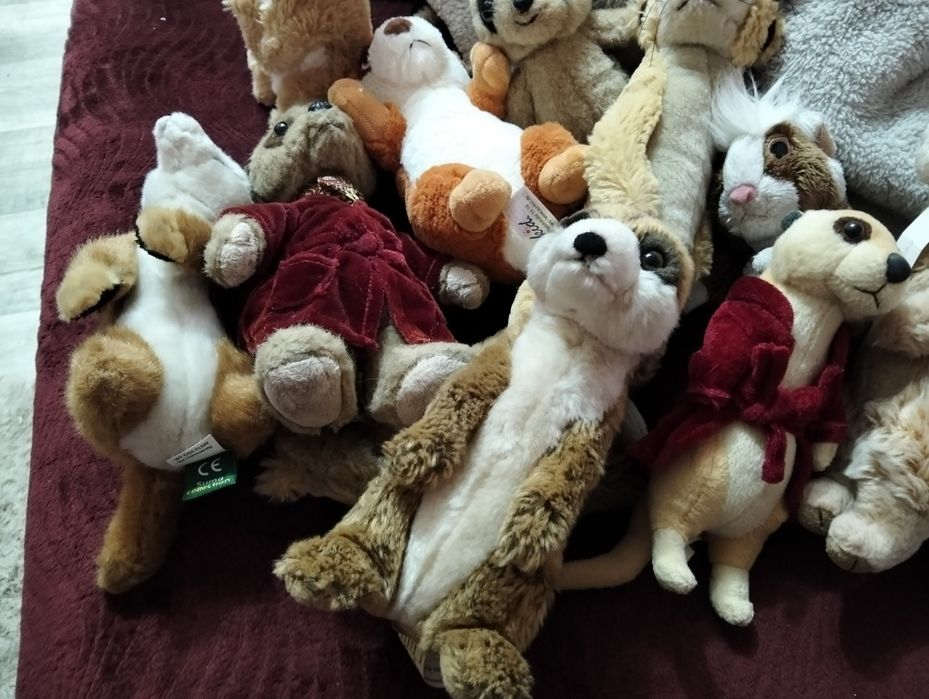 Колекція сурікатів