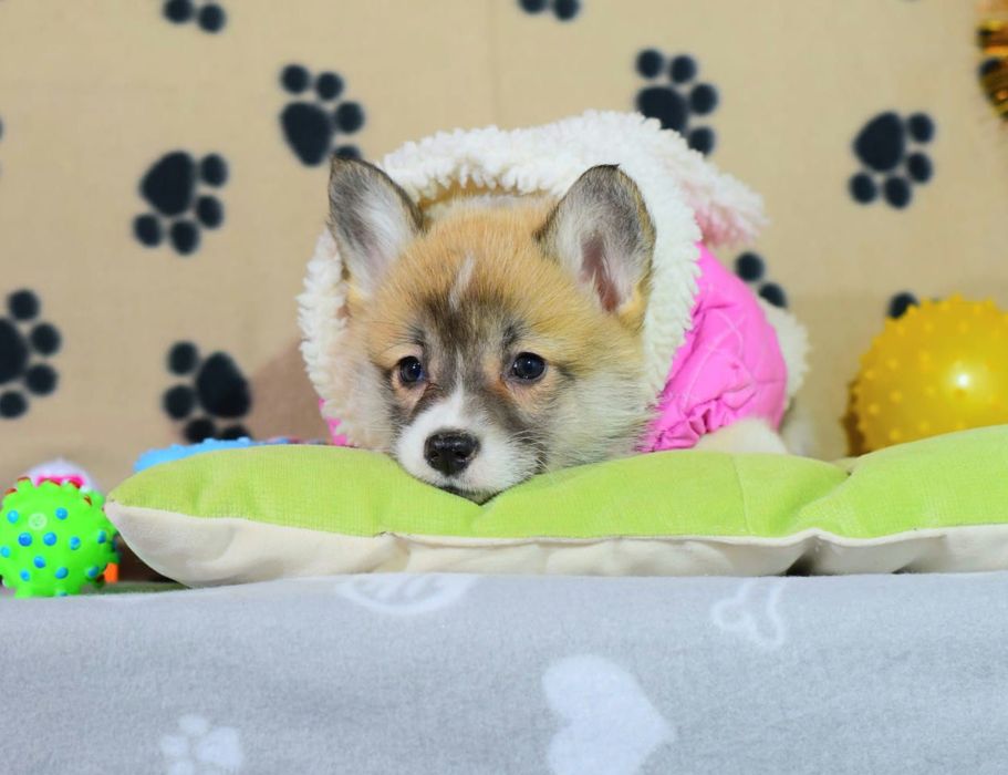 Коргі Пемброк милі дівчата і хлопчик