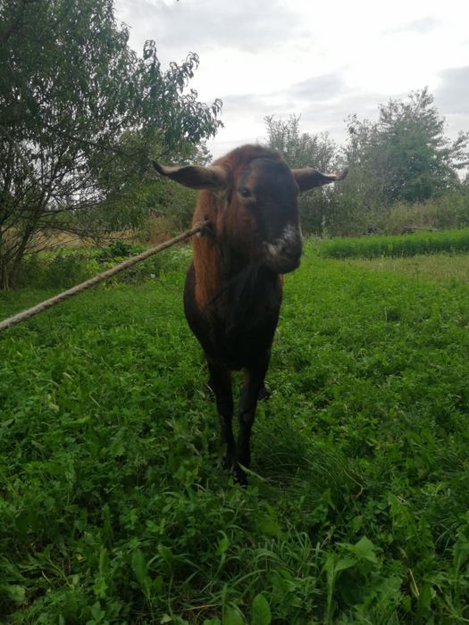 Krycie kozłem anglonubijskim