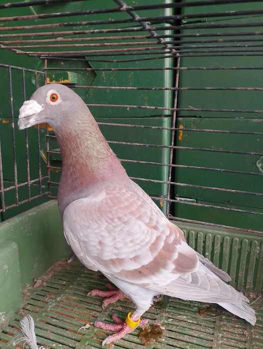 Sprzedam gołębie pocztowe para parzysta aaaa