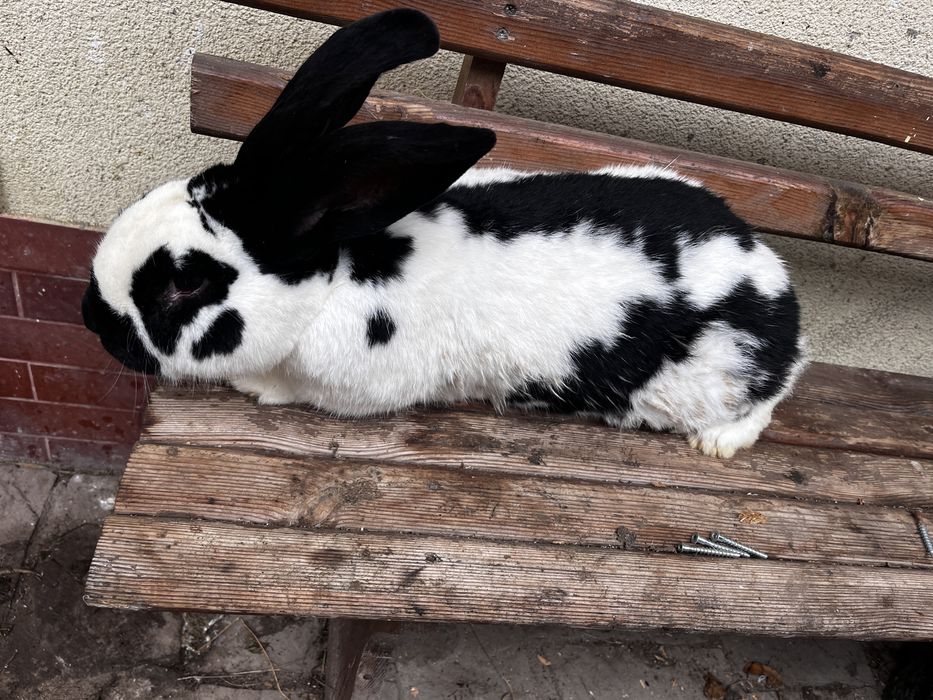 Продам кролей самці