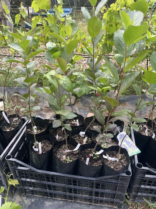 Świdośliwa , pigwowiec, winorośl