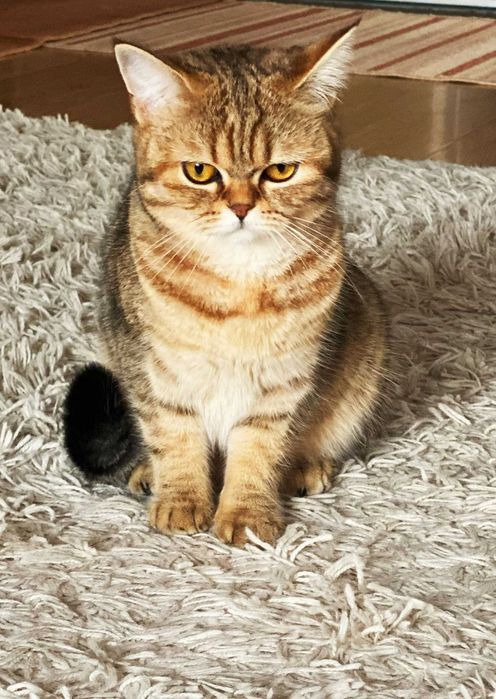 кошечка   Скоттиш-страйт або шотландська прямовуха золота шиншилла