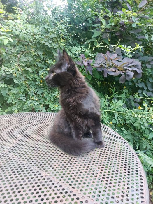 3miesieczny kocurek czarny, MAINE COON