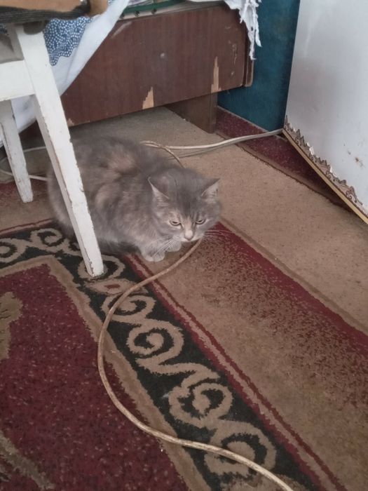 Безкоштовно Котикі дівчатка 4