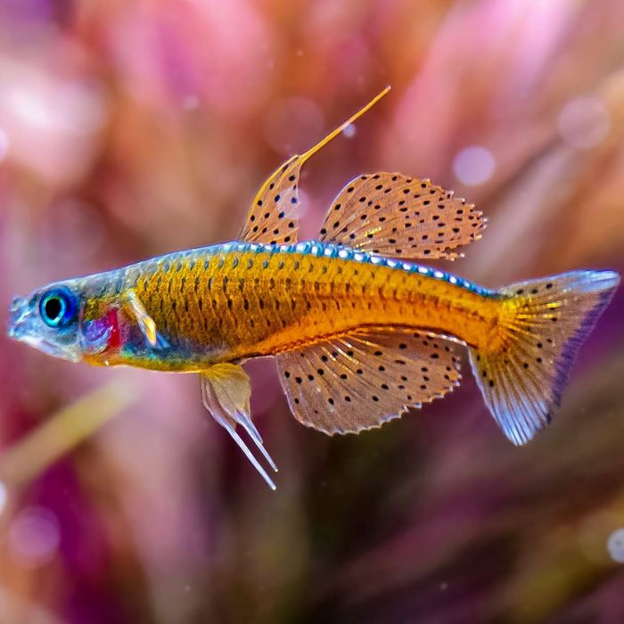 Pseudomugil luminatus (Blue-eye neon vermelho) – Juvenis disponíveis!