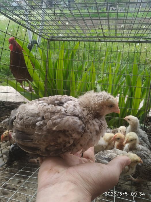Домашні курчата Венгерський мастер