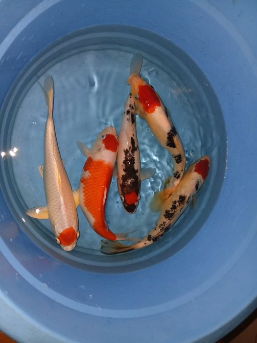 Carpas koi tancho  selecção  premium