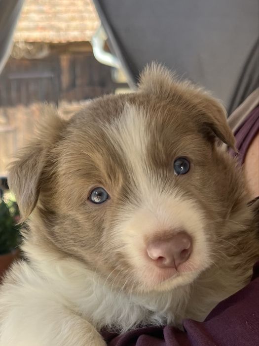 Border Collie piesek lilak