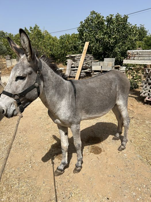 Vendo burro manso