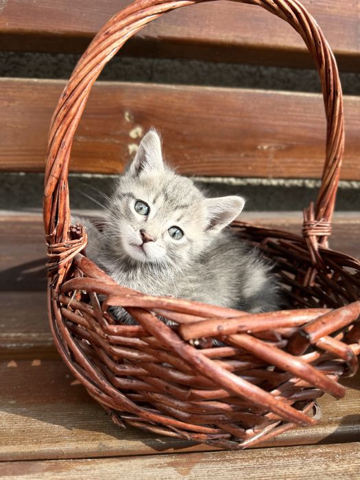 СРОЧНО !!!Красивые котята